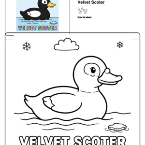 Free Printable Coloring Pages Velvet Scoter - Letter V Coloring Page
